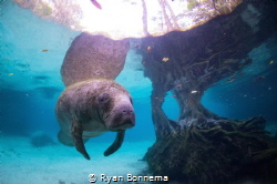 Crystal River Manatee by Ryan Bonnema 